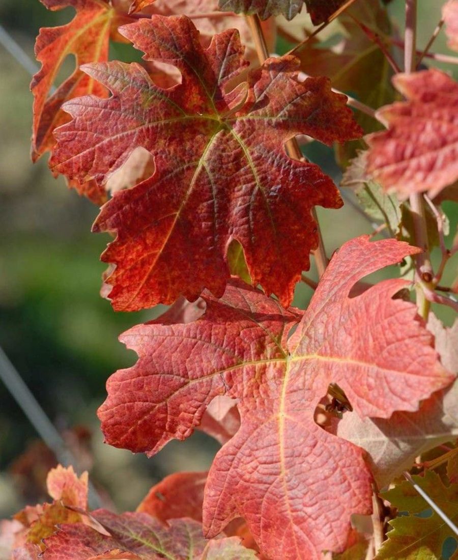 Weinlaub Weinlaub
