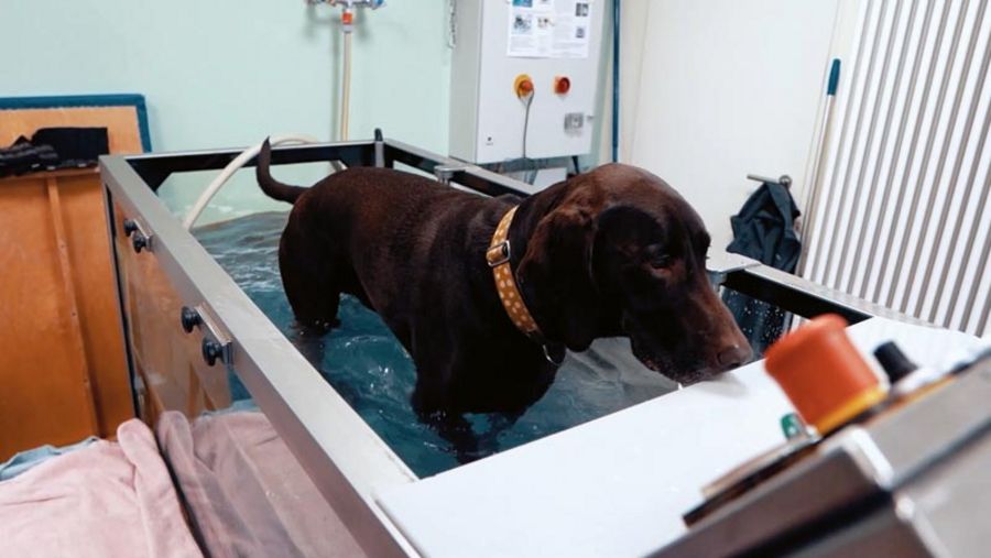 Tiergesundheitszentrum Grußendorf Bewegungsbad Tiergesundheitszentrum Grußendorf Bewegungsbad