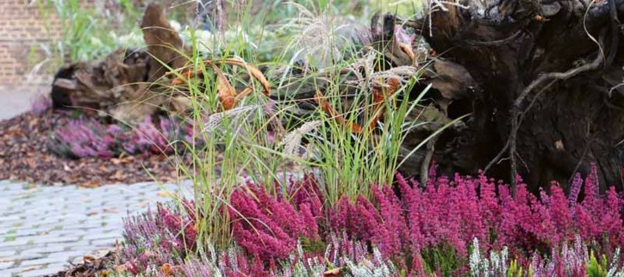 Elbers - Erica gracilis und Calluna Beauty Ladies Elbers - Erica gracilis und Calluna Beauty Ladies