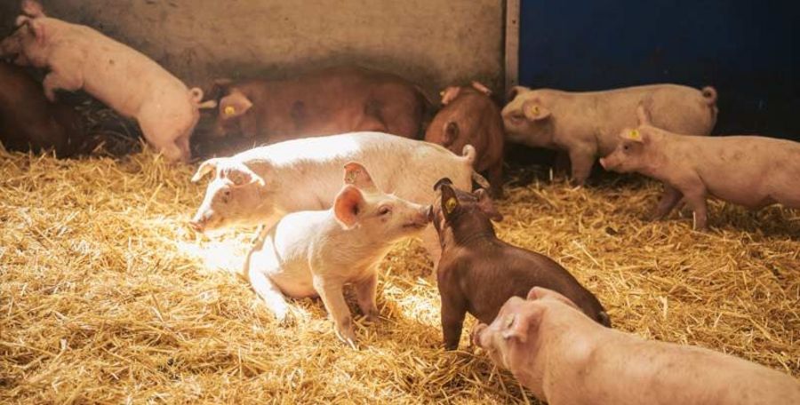 TOPIGS Ferkel im Stall