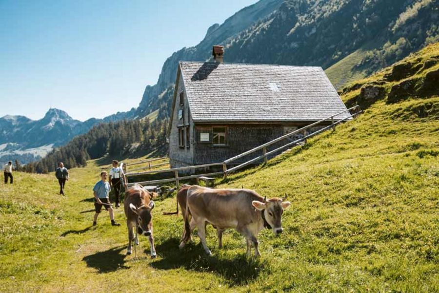 Güntensperger Käse Alm