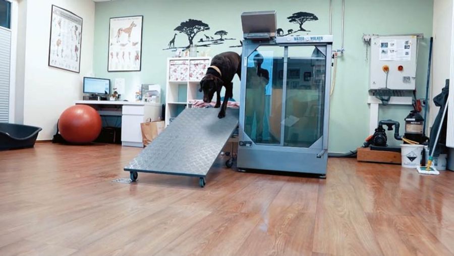 Tiergesundheitszentrum Grußendorf Therapiemöglichkeiten Tiergesundheitszentrum Grußendorf Therapiemöglichkeiten