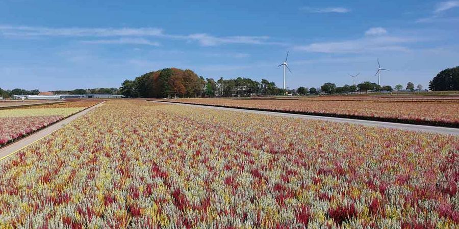 Gartenbau Elbers - Blick auf ein Feld Gartenbau Elbers - Blick auf ein Feld