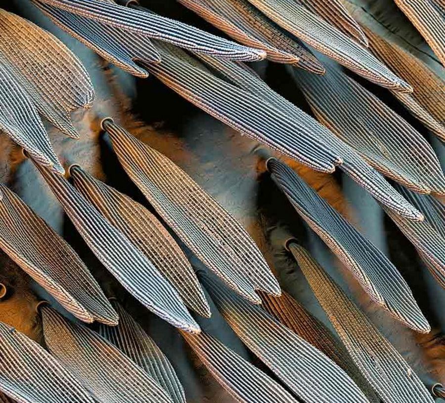 Der Flügel eines Glasflügelfalters im Elektronenmikroskop Der Flügel eines Glasflügelfalters im Elektronenmikroskop
