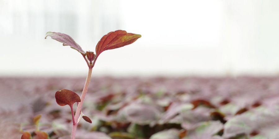 Koppert Cress Shiso Purple Cress Koppert Cress Shiso Purple Cress