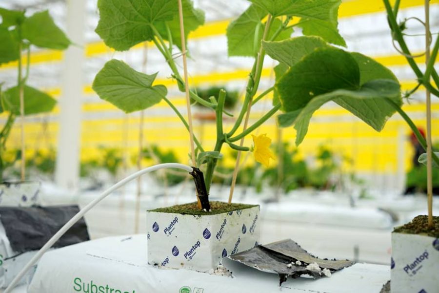 SCHERZER GEMÜSE Tröpfchenbewässerung im Gewächshaus