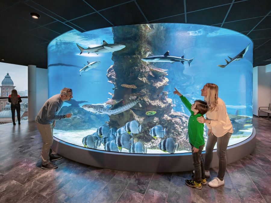 Der Haifisch, der hat Zähne: eindrucksvoll zu bestaunen im Haus des Meeres