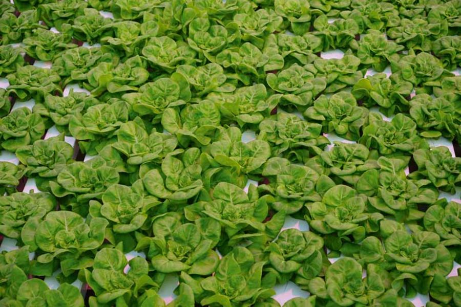 SCHERZER GEMÜSE Salat