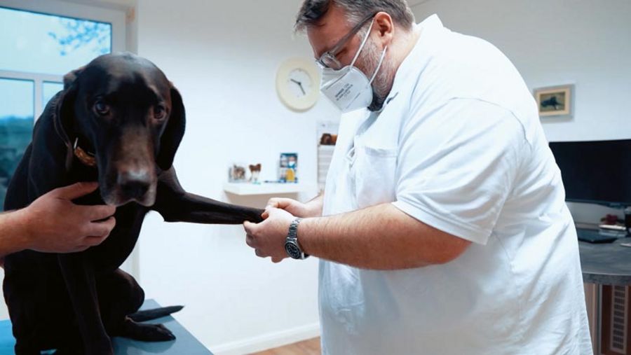 Tiergesundheitszentrum Grußendorf Behandlung eines Hundes Tiergesundheitszentrum Grußendorf Behandlung eines Hundes