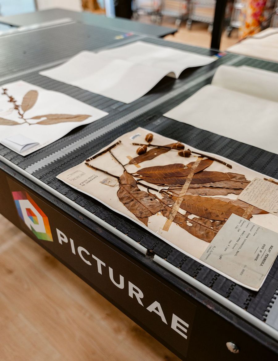Picturae Holding B.V. automatisiertes Herbarium-System
