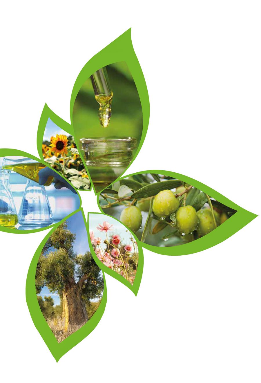 Green Oleo S.p.A. Società Benefit Vielfalt natürlicher Rohstoffe Green Oleo S.p.A. Società Benefit Vielfalt natürlicher Rohstoffe