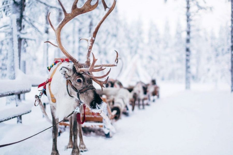 Nordic Deutschland Rentier Nordic Deutschland Rentier