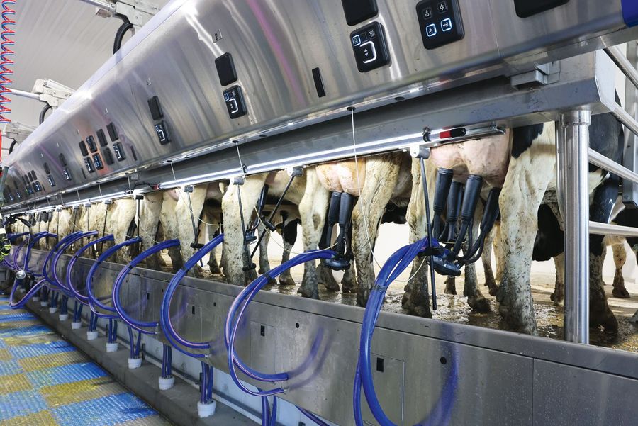 DeLaval GesmbH Parallelmelkstand P500 mit MA500-Automation 
