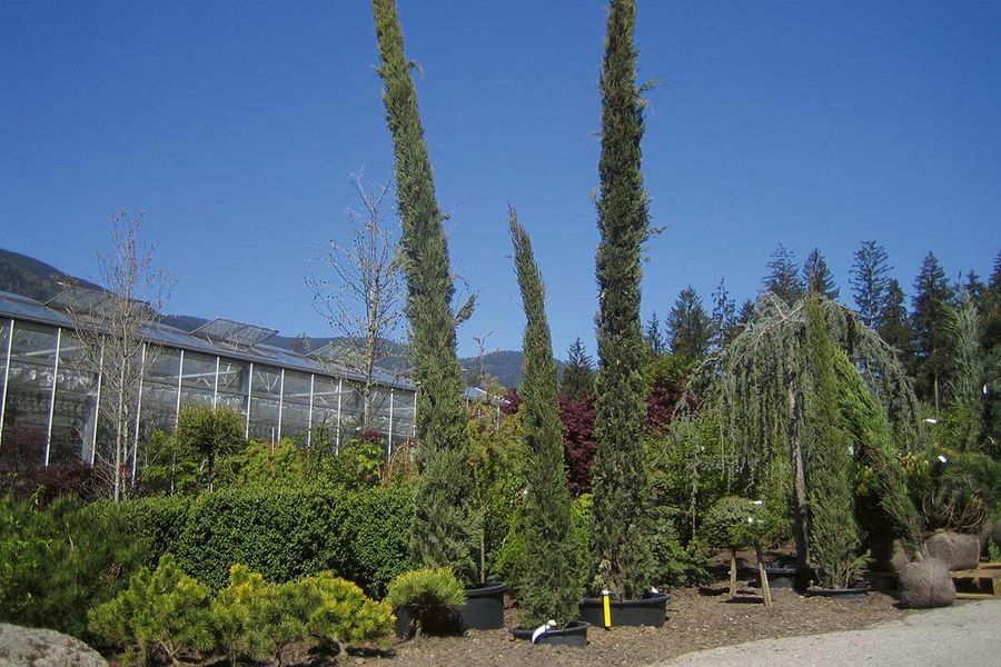Gartenbau Kerschdorfer Gewächshaus Gartenbau Kerschdorfer Gewächshaus