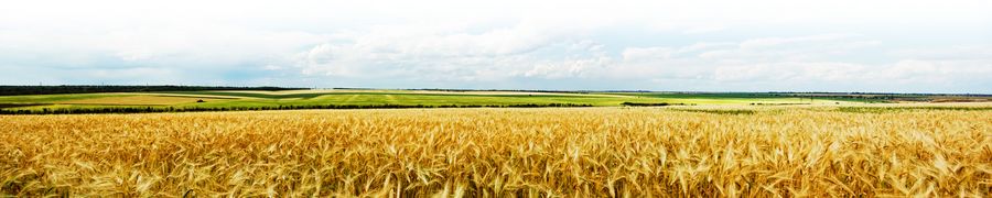 AdobeStock_31297722