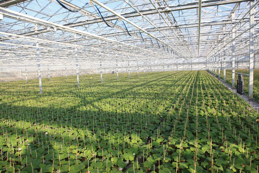 scherr-bio-jungpflanzen scherr-bio-jungpflanzen