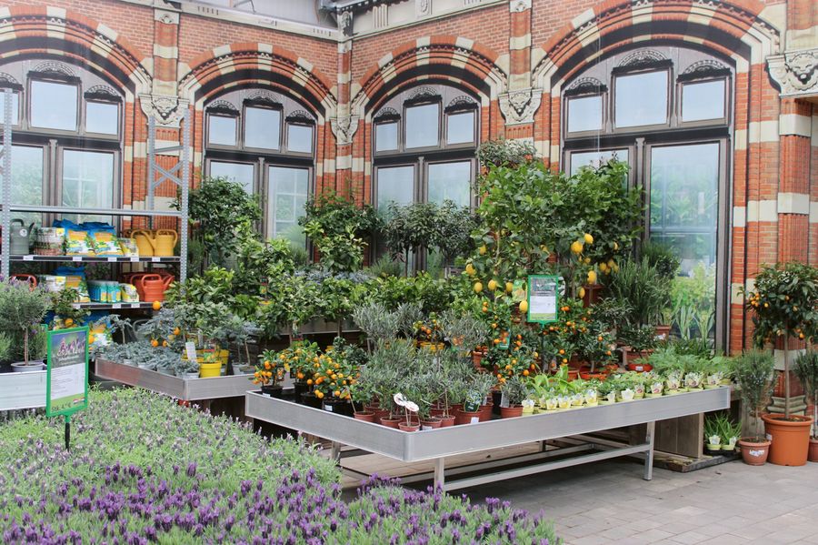 Gartencenter aus Holland GmbH Pflanzenauswahl Gartencenter aus Holland GmbH Pflanzenauswahl