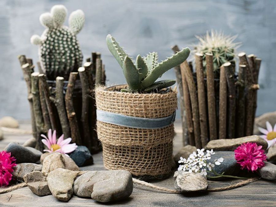 Zwergenwiese Naturkost GmbH Upcycling  Blumentopf mit Kakteen