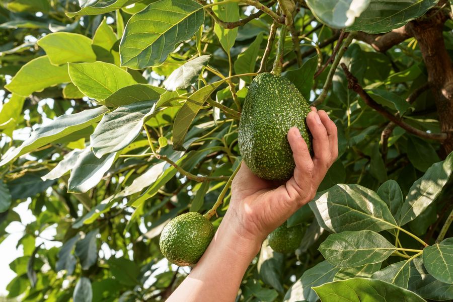 Agora America GmbH Avocado