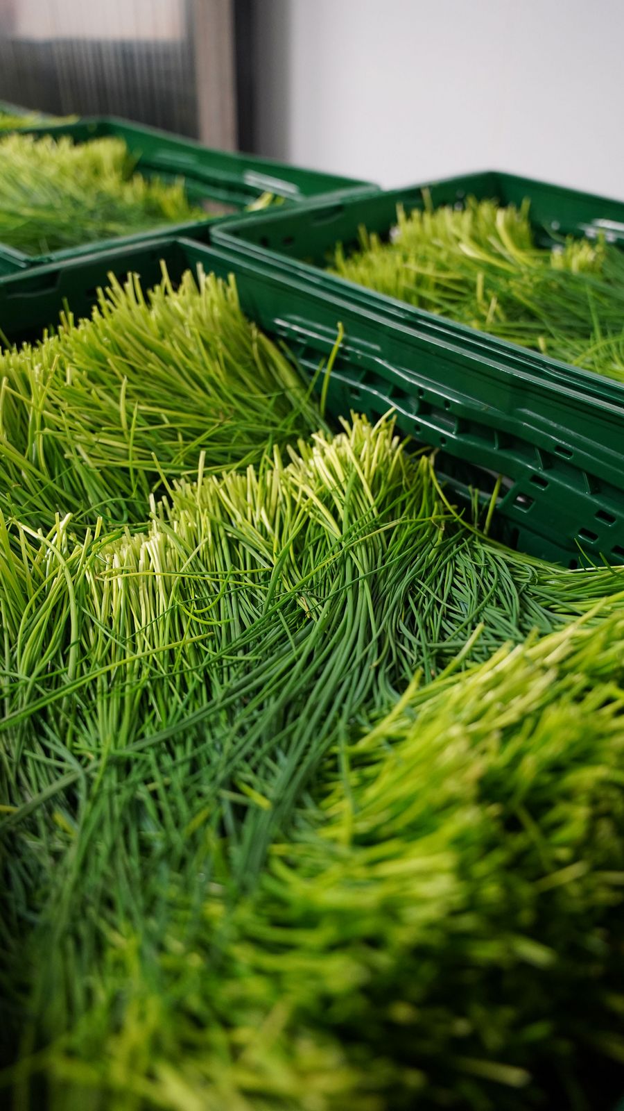 Petri Feinkost frische Kräuter Petri Feinkost frische Kräuter