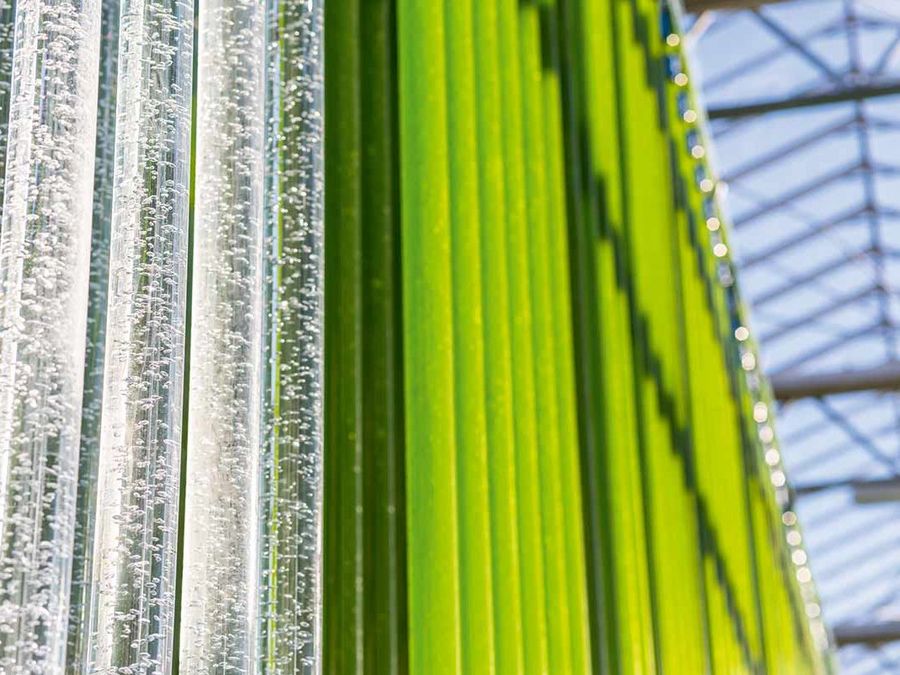 Das Superfood der Zukunft Das Superfood der Zukunft